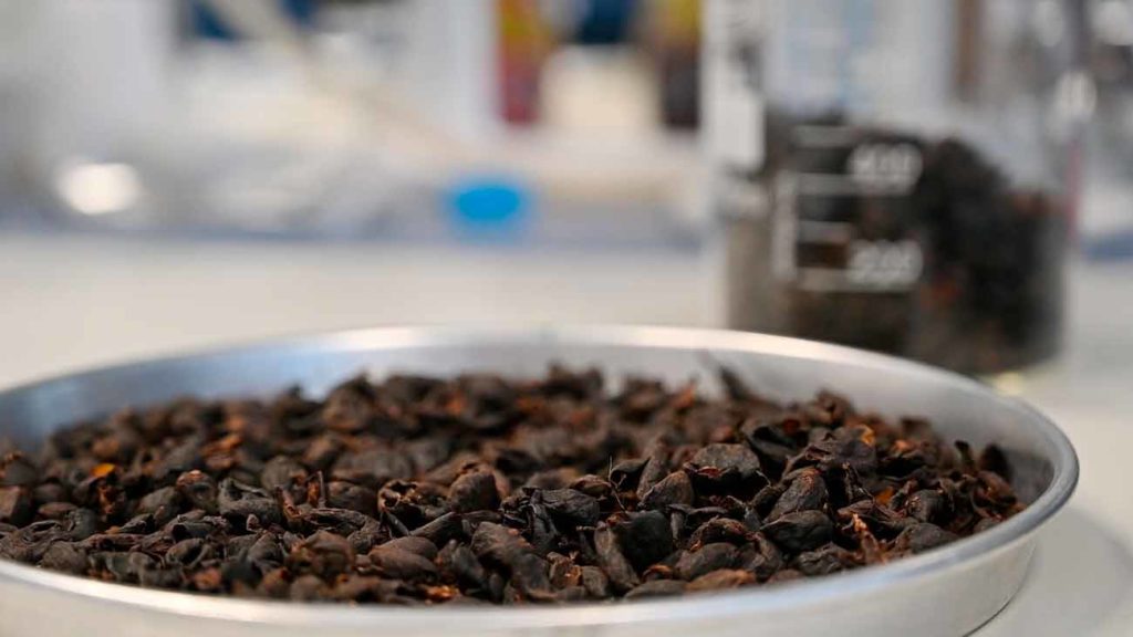 Cáscaras de café en el laboratorio del equipo del CIAL con las que se fabrica un polvo soluble con propiedades antiinflamatorias.