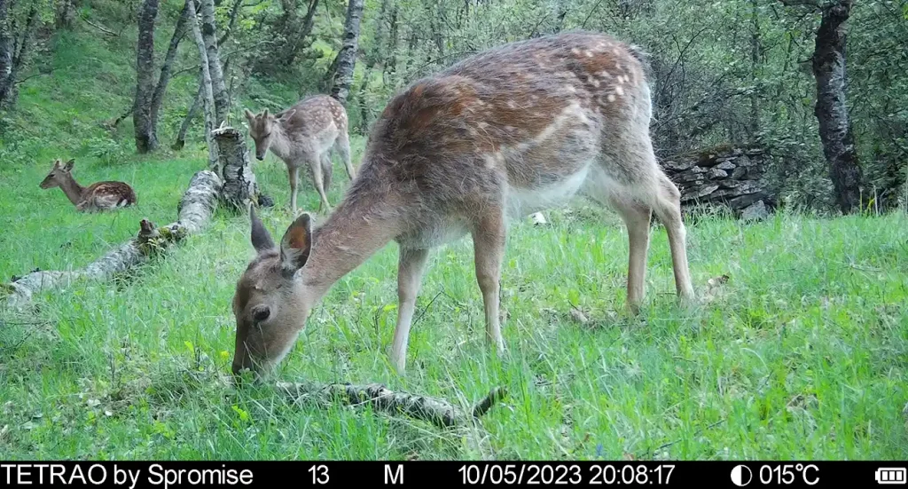 Animales fotografiados por una cámara de fototrampeo.