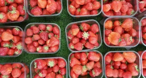 Un nuevo método que predice cuándo se estropearán las fresas: así funciona
