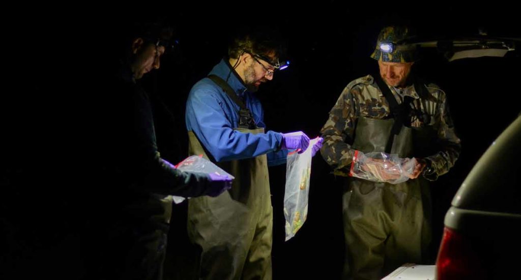 Investigadores toman muestras de las ranas en Chernóbil.