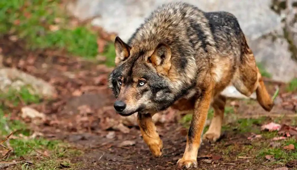 Ejemplar de lobo ibérico.