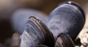 Nuevo adhesivo soluble en agua y con aplicaciones sanitarias: está inspirado en los mejillones