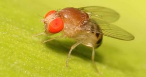 Alicante será la sede de la Conferencia Europea de Investigación sobre la mosca de la fruta