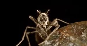 El único mosquito que vive en la Antártida es un centinela del cambio climático