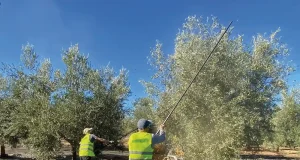 Comienzan en la UNIA de Baeza tres encuentros de sus Cursos de Verano sobre olivicultura, cine y música