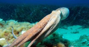 Nuevos datos sobre la biología y la pesca del pulpo en Baleares: determinan el arte de pesca más sostenible