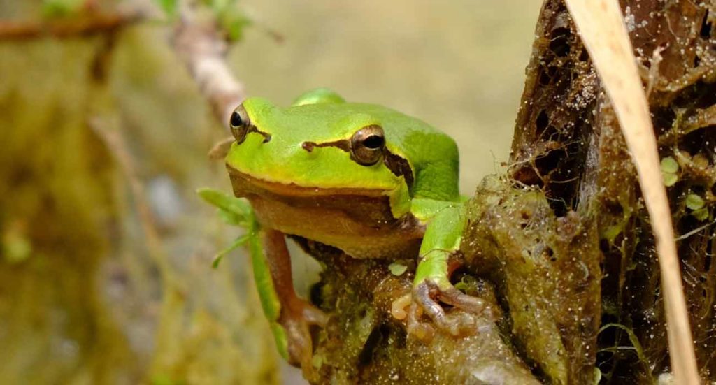 Una de las ranas de Chernóbil analizadas en este estudio pionero.