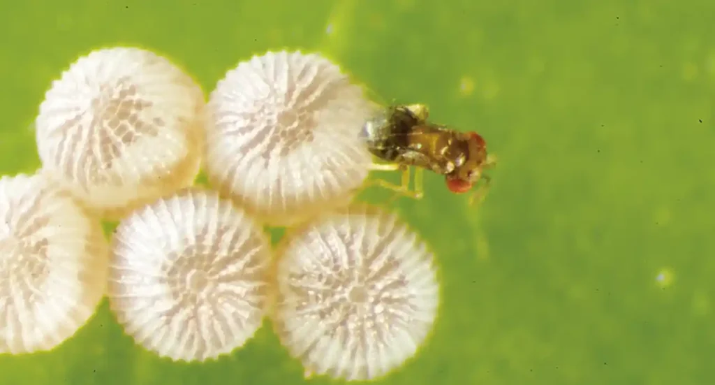 Trichogramma actuando contra una plaga.