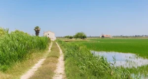 Desarrollan una plataforma para monitorizar en tiempo real el estado de salud de la Albufera de Valencia