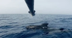 Nueva técnica para extraer ADN de delfines y ballenas: se obtiene del aire exhalado al respirar