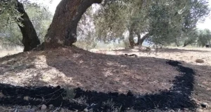 La UJA estudiará en una tesis financiada por Carboliva el uso del biochar para regenerar el suelo de olivares