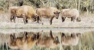 Bisonte europeo: investigadores desaconsejan introducirlo en la Península Ibérica