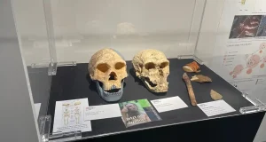 La UMA muestra restos neandertales de la Cueva de Ardales y la Sima de las Palomas de Teba