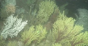 Imágenes inéditas de los cañones más profundos del Estrecho