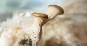 El sustrato ecológico para champiñones que ayuda eliminar residuos orgánicos