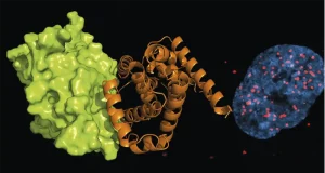 La UMH y Fisabio descubren compuestos contra la enzima que acelera el crecimiento del glioblastoma