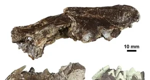 El pariente de las martas que vivió en Cuenca hace 16 millones de años
