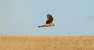 Un proyecto europeo para frenar la extinción del aguilucho cenizo