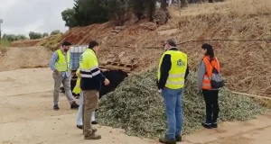 Al-Compost, el proyecto que busca transformar el alperujo del olivar en abono natural