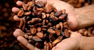 Cacao: estupendo para el desayuno y también para la salud del cerebro
