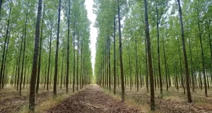 El cultivo que puede rentar hasta veinte mil euros por hectárea