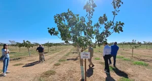 Los pistacheros se suman a la digitalización: así lo hace la UPCT en un proyecto europeo