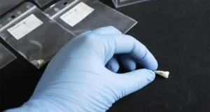 El Ratón Pérez usará los dientes de leche en la investigación sobre salud y crecimiento