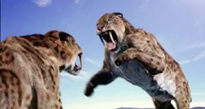 Los felinos dientes de sable mantenían sus colmillos fuera al cerrar la boca y ahora descubren cómo lo hacían