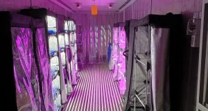 Fábricas de plantas, la solución urbana que puede transformar la producción de alimentos