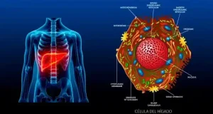 Descubren el papel clave de una proteína en las enfermedades hepáticas coloestáticas