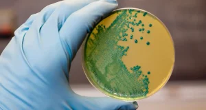 El nuevo método para acabar con la listeria: es más efectivo, seguro y sostenible