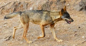 Lobo ibérico: nuevos estudios genéticos revelan que no es una especie tan pura como se creía