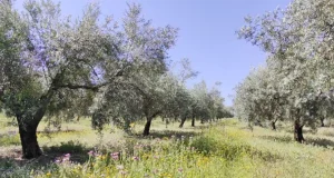 Estos cultivos son fundamentales para mitigar el cambio climático pero no se aprovechan del todo