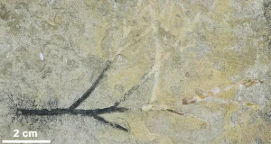 En qué ambiente en el que vivieron los dinosaurios de hace 100 millones de años: plantas fósiles ayudan a conocerlo