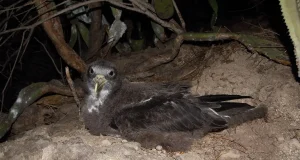 Encuentran restos de plástico en el 90 por ciento de las aves analizadas en Canarias