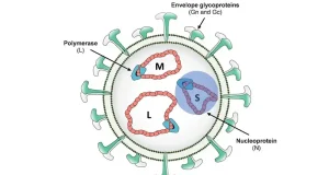 Obtienen variantes del virus de la fiebre del Valle del Rift útiles para estudios moleculares
