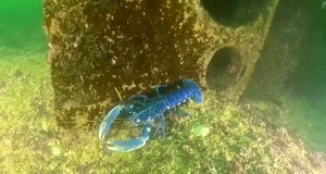 La técnica que salvará al bogavante europeo de la extinción