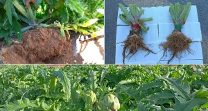 Carbón vegetal: es tan buen fertilizante que hasta mejora la calidad de las verduras