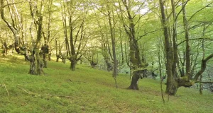 Los bosques más diversos son más estables frente el cambio climático