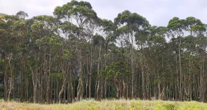 Especies invasoras: describen un impacto sorprendente sobre el funcionamiento del bosque