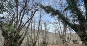 Los castaños y las especies asociadas a este árbol tienen un futuro incierto con el cambio climático