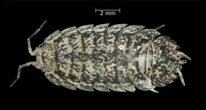 Descubren una especie endémica de cochinilla de la humedad en Tenerife