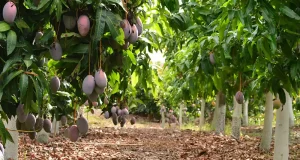 Estudiarán si las aguas regeneradas son la solución para reducir la huella ambiental de los subtropicales de Málaga