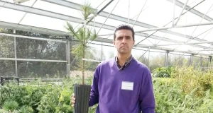 Malas noticias para las encinas: los protectores microclimáticos no dan los resultados esperados