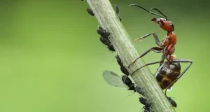 La fotografía de naturaleza mantiene un sesgo con el mundo real