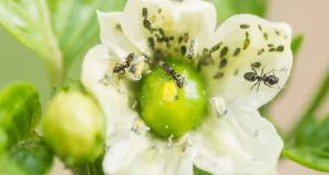 El ‘subidón’ de azúcar de las hormigas que las transforma en depredadoras de plagas