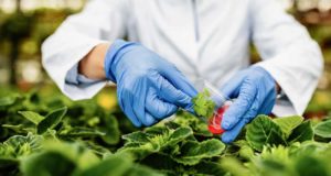 Descubren el papel clave de una proteína en el desarrollo y la regulación genética de las plantas