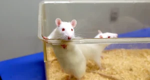¿Alimento o interacción social?: desvelan cómo el cerebro de ratas decide entre uno y otra