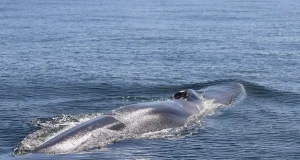 Grandes cetáceos: identifican las zonas del Mediterráneo a las que acuden a alimentarse