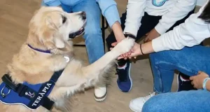 Cáncer en perros: cómo detectarlo a tiempo